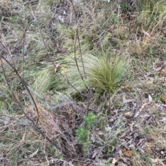 Nassella trichotoma at Mount Majura - 17 Jun 2024