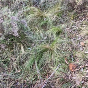 Nassella trichotoma at Mount Majura - 17 Jun 2024