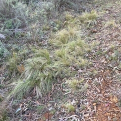 Nassella trichotoma (Serrated Tussock) at Mount Majura - 17 Jun 2024 by waltraud