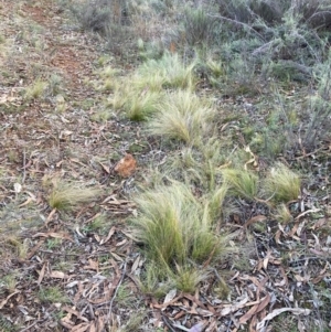 Nassella trichotoma at Mount Majura - 17 Jun 2024