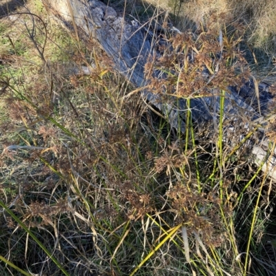 Cyperus eragrostis (Umbrella Sedge) at Mount Majura - 17 Jun 2024 by waltraud