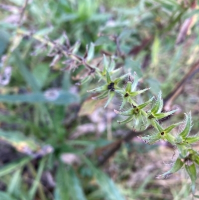 Echium plantagineum (Paterson's Curse) at Watson, ACT - 17 Jun 2024 by waltraud