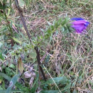 Echium plantagineum at Mount Majura - 17 Jun 2024 04:13 PM