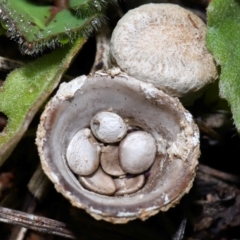 Cyathus sp. (A Bird's Nest Fungus) at National Arboretum Forests - 20 Jun 2024 by TimL