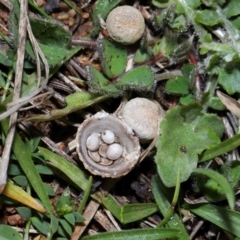 Cyathus sp. at National Arboretum Forests - 20 Jun 2024 11:31 AM