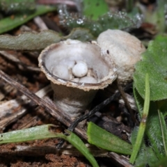 Cyathus sp. at National Arboretum Forests - 20 Jun 2024