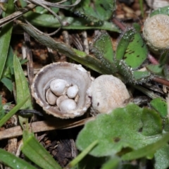 Cyathus sp. at National Arboretum Forests - 20 Jun 2024 11:31 AM