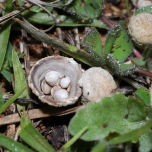 Cyathus sp. at National Arboretum Forests - 20 Jun 2024