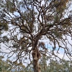 Eucalyptus polyanthemos subsp. polyanthemos (Red Box) at Mount Taylor - 20 Jun 2024 by LPadg