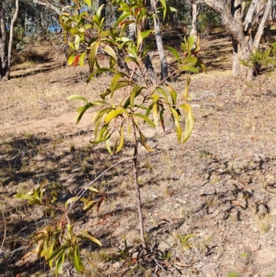 Acacia implexa (Hickory Wattle, Lightwood) at Mount Taylor - 18 Jun 2024 by LPadg
