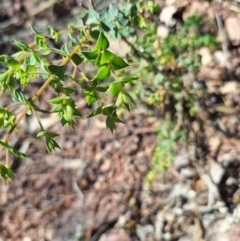 Pultenaea spinosa (Spiny Bush-pea, Grey Bush-pea) at Wee Jasper, NSW - 19 Jun 2024 by forest17178