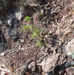 Pultenaea spinosa at Wee Jasper, NSW - 19 Jun 2024