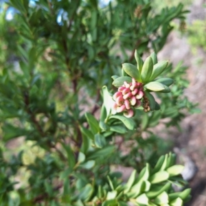 Grevillea iaspicula at Wee Jasper, NSW - 19 Jun 2024