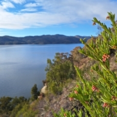 Grevillea iaspicula at Wee Jasper, NSW - 19 Jun 2024