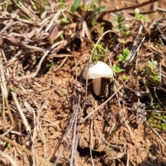 Unidentified Club or stalk (maybe a forked or broader apex) at Wee Jasper, NSW - 19 Jun 2024 by forest17178