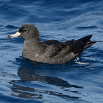Ardenna carneipes (Flesh-footed Shearwater) at Undefined - 20 Mar 2022 by michaelb