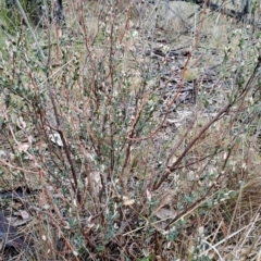 Brachyloma daphnoides (Daphne Heath) at Mount Taylor - 21 Jun 2024 by LPadg