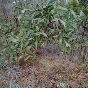 Acacia melanoxylon at Mount Taylor - 21 Jun 2024