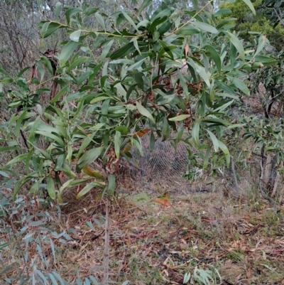 Acacia melanoxylon (Blackwood) at Mount Taylor - 21 Jun 2024 by LPadg