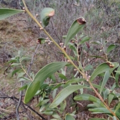 Acacia melanoxylon at Mount Taylor - 21 Jun 2024 09:34 AM