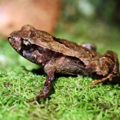 Assa darlingtoni (Pouched Frog) at Dorrigo Mountain, NSW - 8 Feb 2017 by MichaelBedingfield