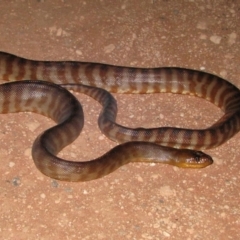 Aspidites ramsayi (Woma python) at Denham, WA - 23 Nov 2010 by MichaelBedingfield