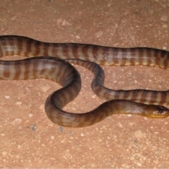 Aspidites ramsayi at Denham, WA - suppressed