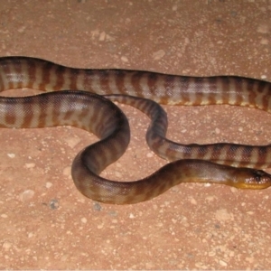 Aspidites ramsayi at Denham, WA - suppressed