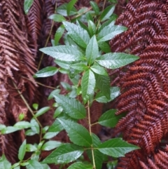 Aristotelia peduncularis (Heart Berry) at Castle Forbes Bay, TAS - 20 Jun 2024 by Detritivore