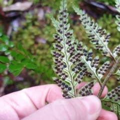 Rumohra adiantiformis at Castle Forbes Bay, TAS - 20 Jun 2024