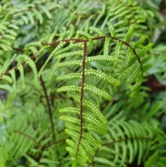 Gleichenia microphylla (Scrambling Coral Fern) at Franklin, TAS - 20 Jun 2024 by Detritivore