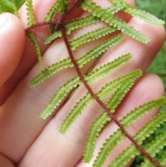 Gleichenia microphylla at Franklin, TAS - suppressed