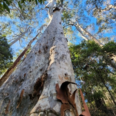 Corymbia maculata (Spotted Gum) at Bodalla State Forest - 21 Jun 2024 by Steve818
