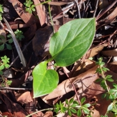 Zantedeschia aethiopica (Arum Lily) at Higgins, ACT - 21 Jun 2024 by Nepenthe