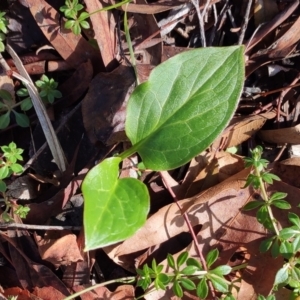 Zantedeschia aethiopica at Higgins, ACT - 21 Jun 2024 11:49 AM