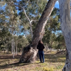 Eucalyptus blakelyi (Blakely's Red Gum) at Higgins Woodland - 21 Jun 2024 by Untidy