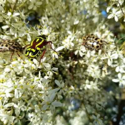 Neorrhina punctata (Spotted flower chafer) at Taylor, ACT - 17 Jan 2024 by JBrickhill