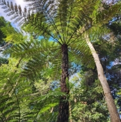 Cyathea australis subsp. australis (Rough Tree Fern) at Box Cutting Rainforest Walk - 21 Jun 2024 by Steve818