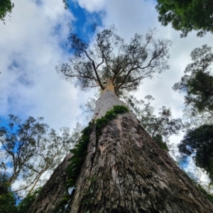 Eucalyptus cypellocarpa at Box Cutting Rainforest Walk - 21 Jun 2024