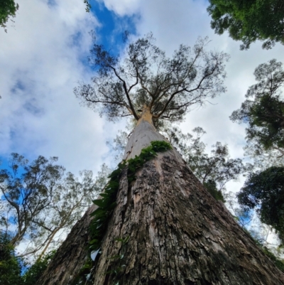 Eucalyptus cypellocarpa (Monkey Gum, Mountain Grey Gum) at Box Cutting Rainforest Walk - 21 Jun 2024 by Steve818