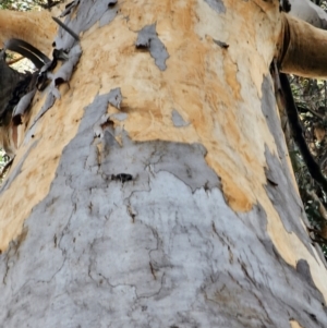 Eucalyptus cypellocarpa at Box Cutting Rainforest Walk - 21 Jun 2024