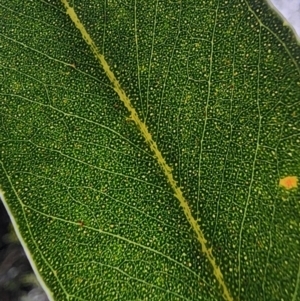 Eucalyptus cypellocarpa at Box Cutting Rainforest Walk - 21 Jun 2024