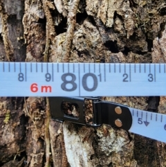 Eucalyptus cypellocarpa at Box Cutting Rainforest Walk - 21 Jun 2024