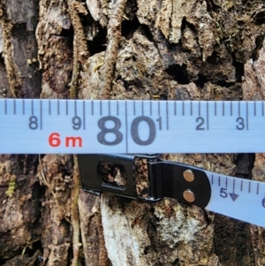 Eucalyptus cypellocarpa at Box Cutting Rainforest Walk - 21 Jun 2024