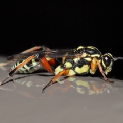 Ichneumonidae (family) (Unidentified ichneumon wasp) at ANBG - 19 Jun 2024 by TimL