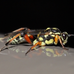 Ichneumonidae (family) at ANBG - 19 Jun 2024