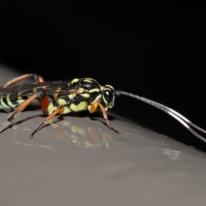 Ichneumonidae (family) at ANBG - 19 Jun 2024