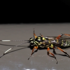 Ichneumonidae (family) at ANBG - 19 Jun 2024