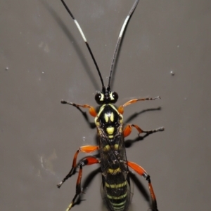 Ichneumonidae (family) at ANBG - 19 Jun 2024