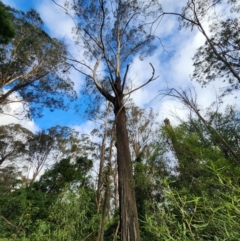Eucalyptus smithii (Gully Gum) at Bodalla State Forest - 21 Jun 2024 by Steve818